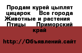 Продам курей цыплят,цицарок. - Все города Животные и растения » Птицы   . Приморский край